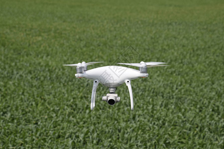 无人机在小麦田上空飞行图片