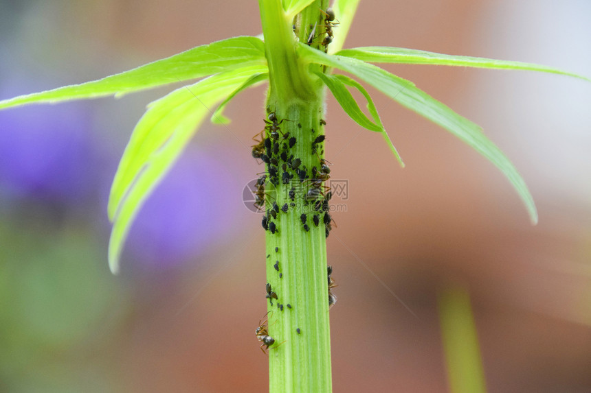 蚂蚁在植物干叶上放牧虫子图片