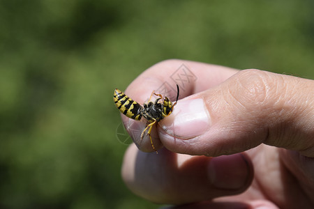 被捏的手指上常见黄蜂被抓图片