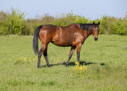 马在牧场上放马在场上放牧在场上行走在牧场上行走马在场上行走背景图片