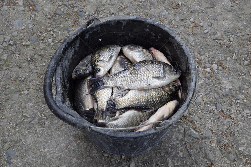 塑料桶里的河鱼捕鱼鲤鱼和鲤鱼除草鱼塑料桶里的河鱼捕鱼鲤鱼和鲤鱼杂草鱼图片