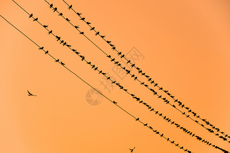 电线日落和燕子上的轮廓日落电线和燕子上的轮廓高清图片