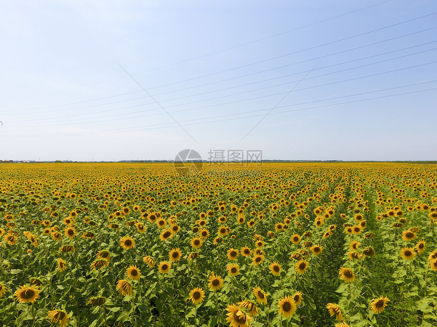 向日葵田开花油籽的农业田空中观察顶端农业田开花油籽的空中观察向日葵田的空中观察顶端图片