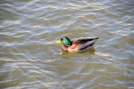 鸭子在池塘中游泳野鸭德雷克和雌图片