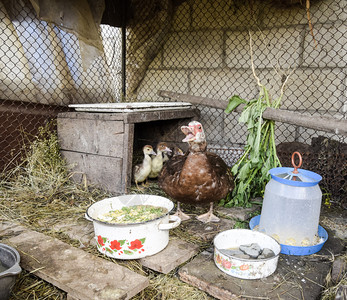 番鸭妈妈和小鸭子番鸭妈妈和小鸭麝香鸭的雏鸭一只麝香鸭的雏鸭在棚子里地板上放着干草还有一个箱子作为过夜的住处背景图片