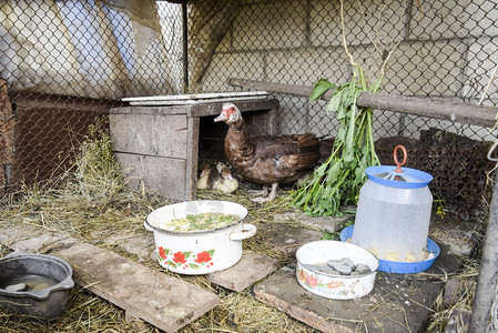 番鸭妈妈和小鸭子番鸭妈妈和小鸭麝香鸭的雏鸭一只麝香鸭的雏鸭在棚子里地板上放着干草还有一个箱子作为过夜的住处背景图片