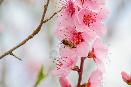 春花桃美丽的粉红花蜜蜂授粉图片
