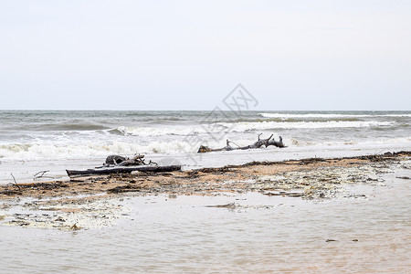 暴风雨过后海滨将树木扔到岸边图片