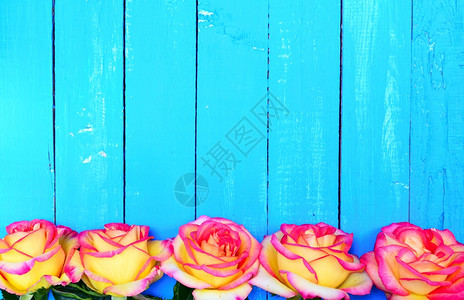 蓝木背景的黄玫瑰五颗芽顶部空间图片