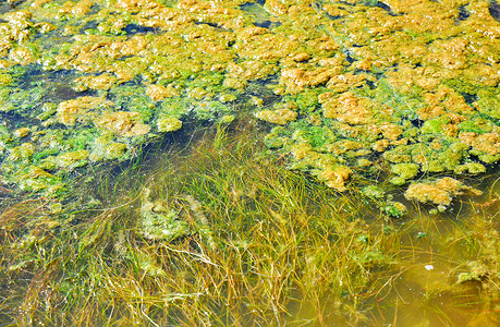 夏日池塘绿鸭草图片
