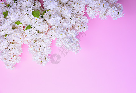 粉红色背景空间上盛开的白花束图片