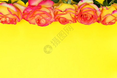 黄色的红玫瑰花在黄色背景空图片