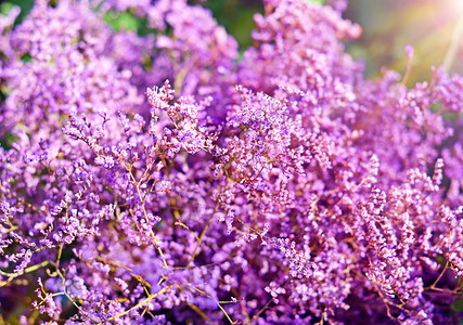 花的紫丛闭合图片