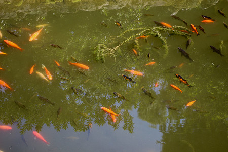 池塘中美丽的多彩鱼图片