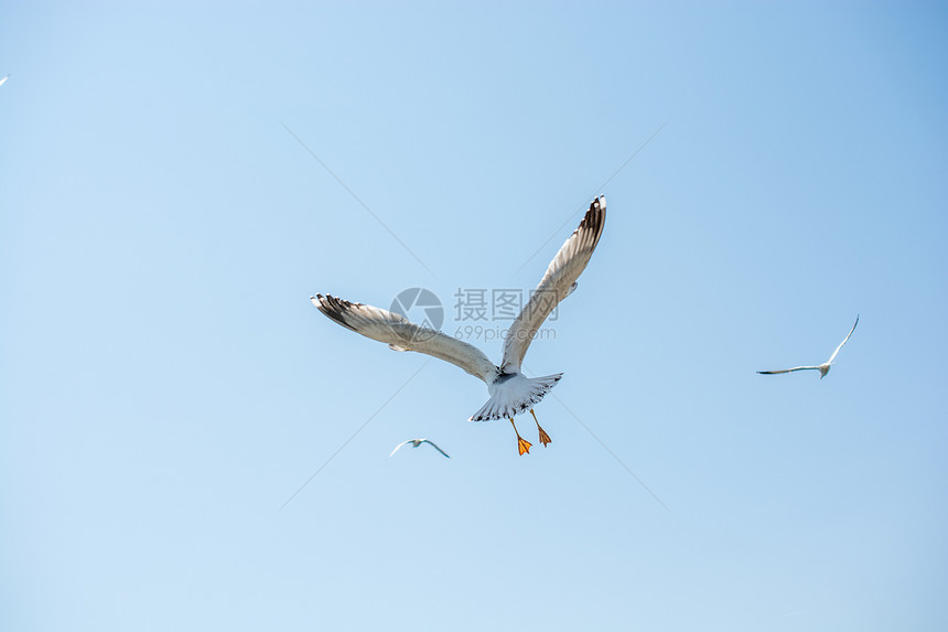 海鸥以背景为在天空中飞翔图片