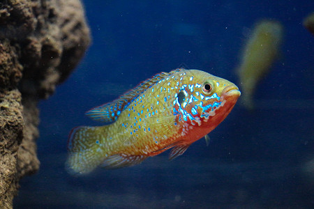 美丽的多彩鱼类在水族馆环境中游泳背景图片