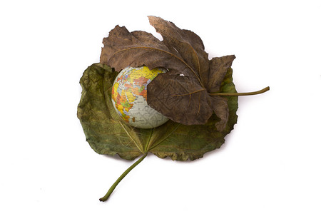 在两大秋叶之间布置的小模型地球图片