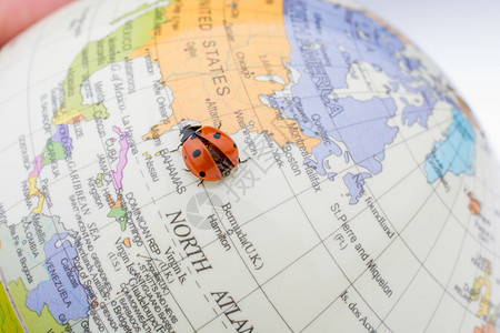 大陆两岸在一个多彩的模范球上行走Ladybug背景