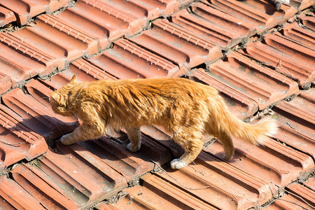 猫屋顶屋顶上流浪街头猫的又一张肖像背景