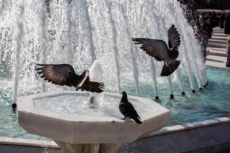 喷泉边的城市鸽子喷泉边的水城市鸽子图片