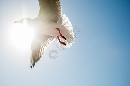 单海鸥在蓝的天空中飞行单海鸥在蓝的天空背景中飞行图片