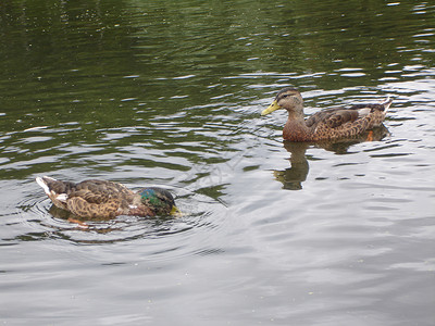 池塘里的野鸭子图片