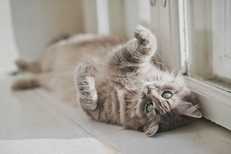 猫在太阳下玩的肖像毛灰猫在太阳下玩的170毛灰猫在太阳下玩的170图片