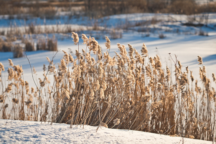 冬季枯草的照片106年干草的冬季照片图片