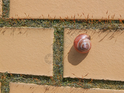 悬浮蜗牛的陆地蜗牛墙上的软体动物图片