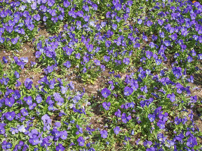 堇菜花紫罗兰科的一种开花植物图片