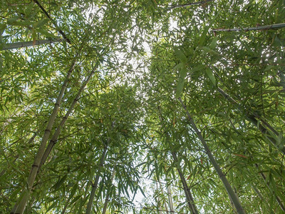 竹子植物在草地家族长年青植物图片