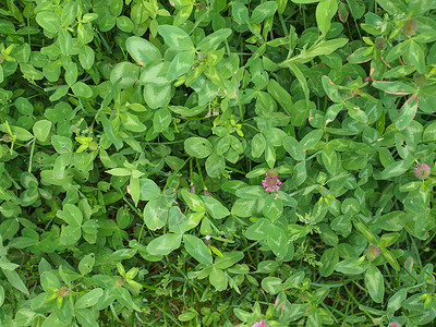 Shamrock三叶白植物图片