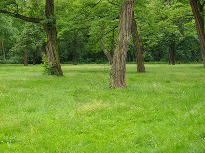 公园里的树草地和公园里的树图片