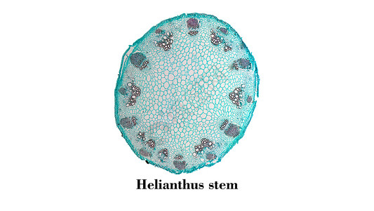 Heliansthus干显微图通过镜看到干截面的亮光摄影图图片