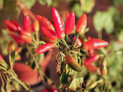 红辣椒椒可用作香料图片