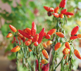 红辣椒椒可用作香料图片