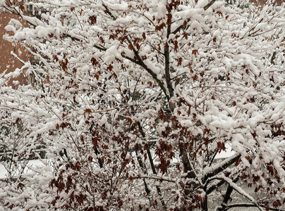 红色的加拿大山坡冬季被雪覆盖的红加拿大山坡图片