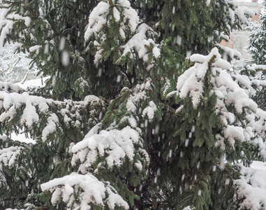 松树松树松树属的针叶植物冬天被雪覆盖图片