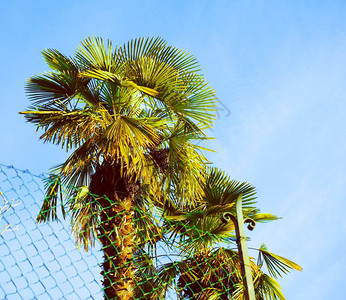 仰望棕榈树蓝色天空的热带棕榈树图片