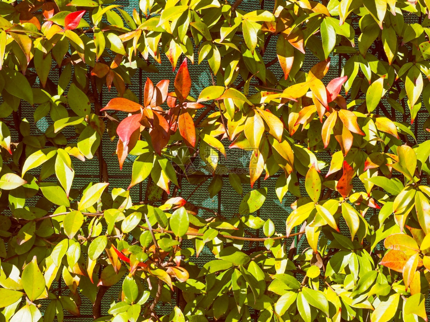 绿色叶子的古老绿色叶子的墙壁图片