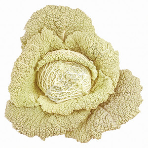 复古的绿色卷心菜复古外观的卷心菜多叶蔬菜植物白色背景上有可食的叶子图片