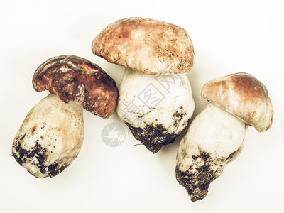 波奇尼蘑菇复古去饱和陈年去饱和美味牛肝菌又名便士面包或猪或cep背景图片