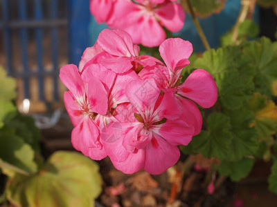 粉红色花Geraniales图片