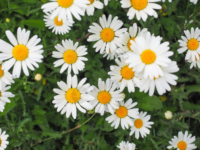 白菊花BellisPerennis以及普通菊花草坪或英国背景图片