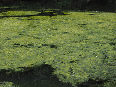 在一个池塘中的绿藻类漂浮在池塘水面的绿藻类图片