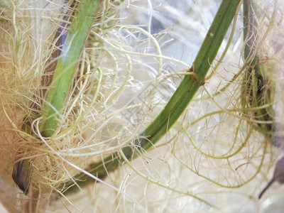 薄荷薄荷植物根薄荷薄荷胡椒又名香脂植物的根图片