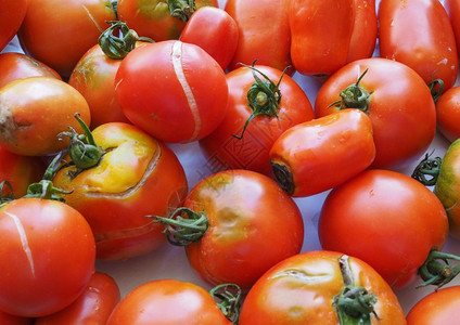 番茄蔬菜食品西红柿蔬菜素食背景图片