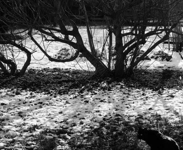 冬猫场雪中黑图片