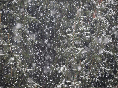 雪树上的寒冬松树上下雪图片