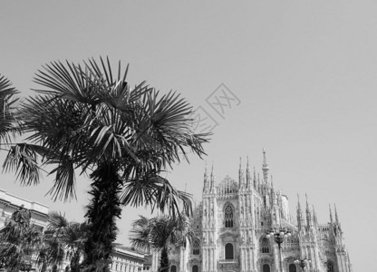 米兰的DuomodiMilano意指米兰大教堂意大利米兰的棕榈树黑白图片